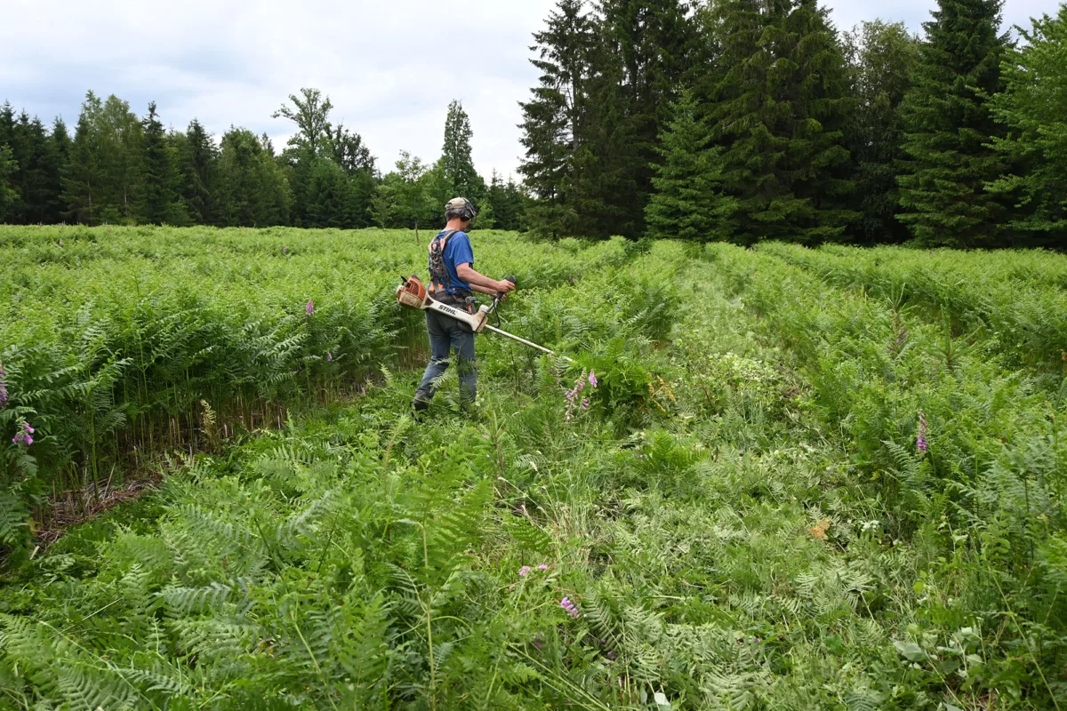 Le rôle des travailleurs en forêt